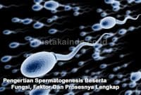 Pengertian Spermatogenesis Beserta Fungsi, Faktor Dan Prosesnya Lengkap