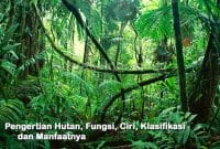 Pengertian Hutan, Fungsi, Ciri, Klasifikasi dan Manfaatnya