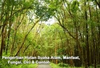 Pengertian Hutan Suaka Alam, Manfaat, Fungsi, Ciri & Contoh