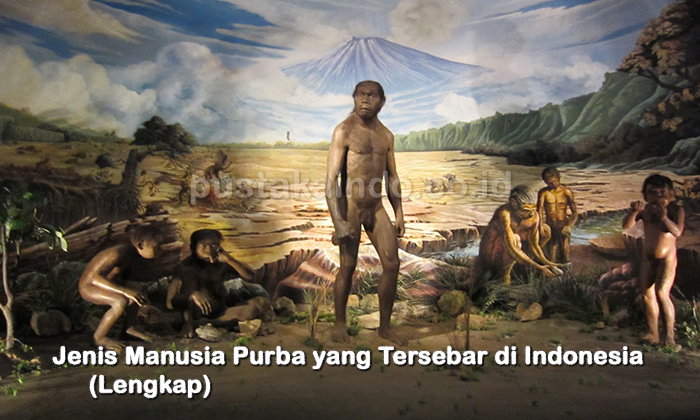 Jenis Manusia Purba yang Tersebar di Indonesia (Lengkap)
