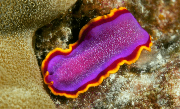 Cacing Pipih (Platyhelminthes)